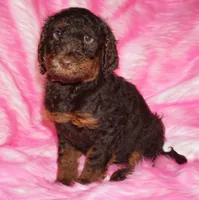Mediums coming soon!!, a  Labradoodle for sale in La Habra, CA – 4 of 5