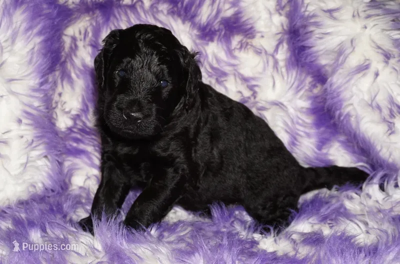 black 3 – Labradoodle puppy for sale in La Habra, CA