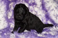 black 3 SALE, a male Labradoodle for sale in La Habra, CA – 1 of 4