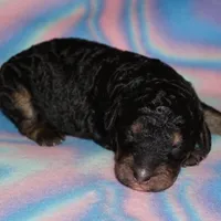 SALE black phantom, a female Labradoodle for sale in La Habra, CA – Photo 5 of 5