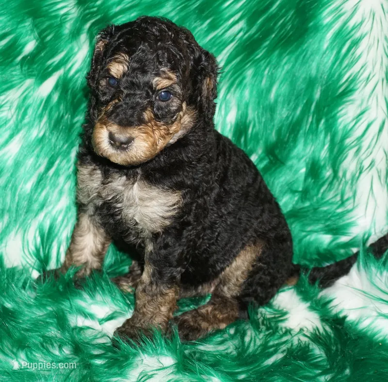 black phantom – Labradoodle puppy for sale in La Habra, CA