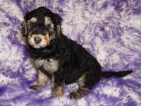 SALE black phantom, a female Labradoodle for sale in La Habra, CA – Photo 1 of 6