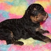 SALE black phantom, a female Labradoodle for sale in La Habra, CA – Photo 4 of 5