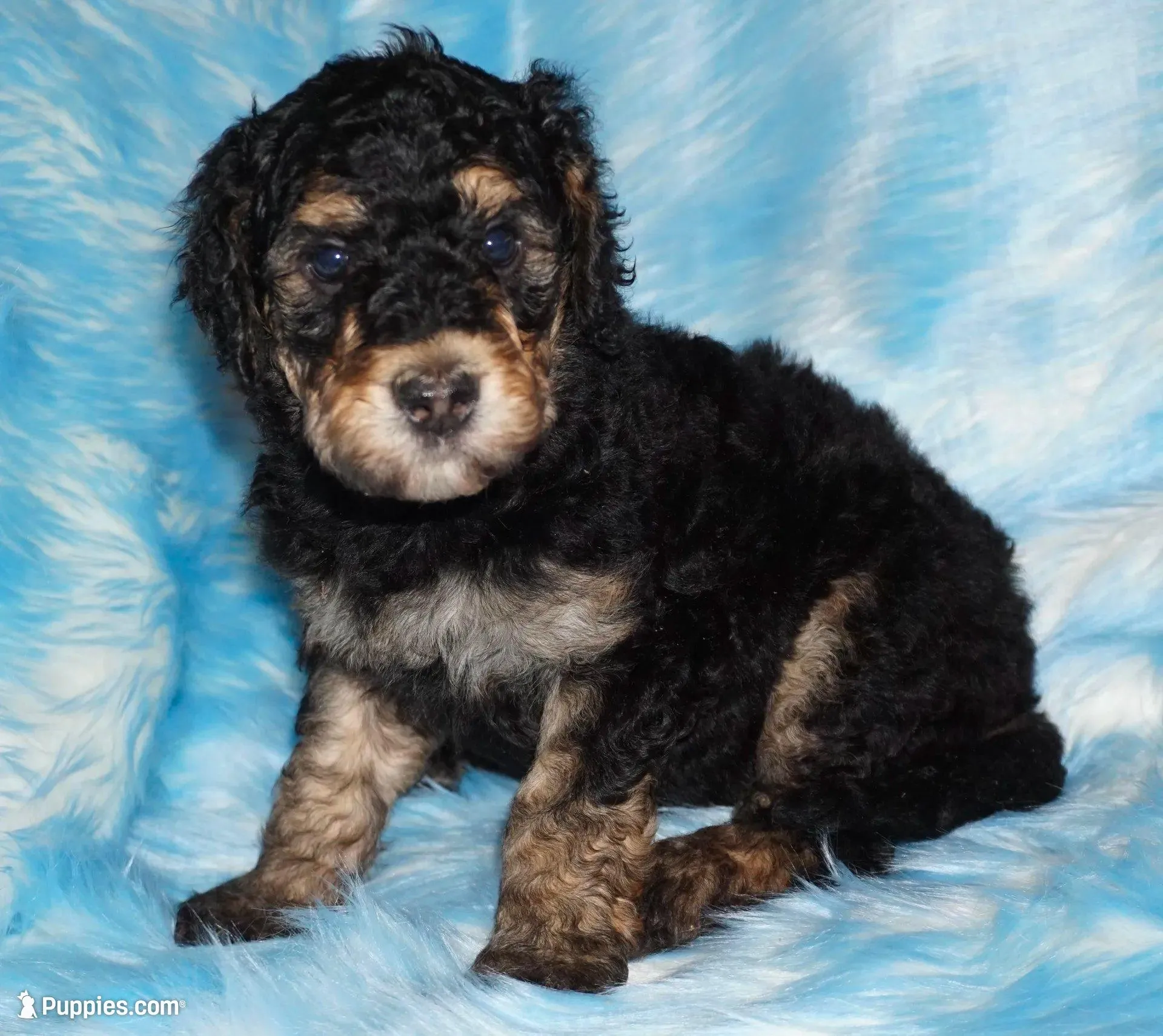 SALE black phantom – Labradoodle puppy for sale in La Habra, CA