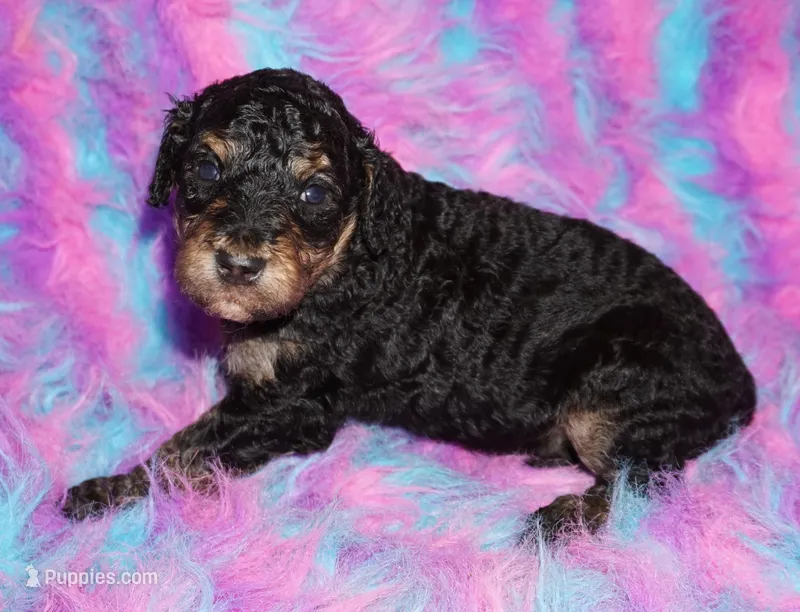 black phantom – Labradoodle puppy for sale in La Habra, CA