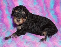 SALE black phantom, a female Labradoodle for sale in La Habra, CA – Photo 3 of 5