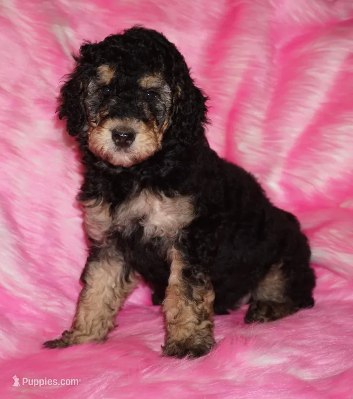 SALE black phantom – Labradoodle puppy for sale in La Habra, CA