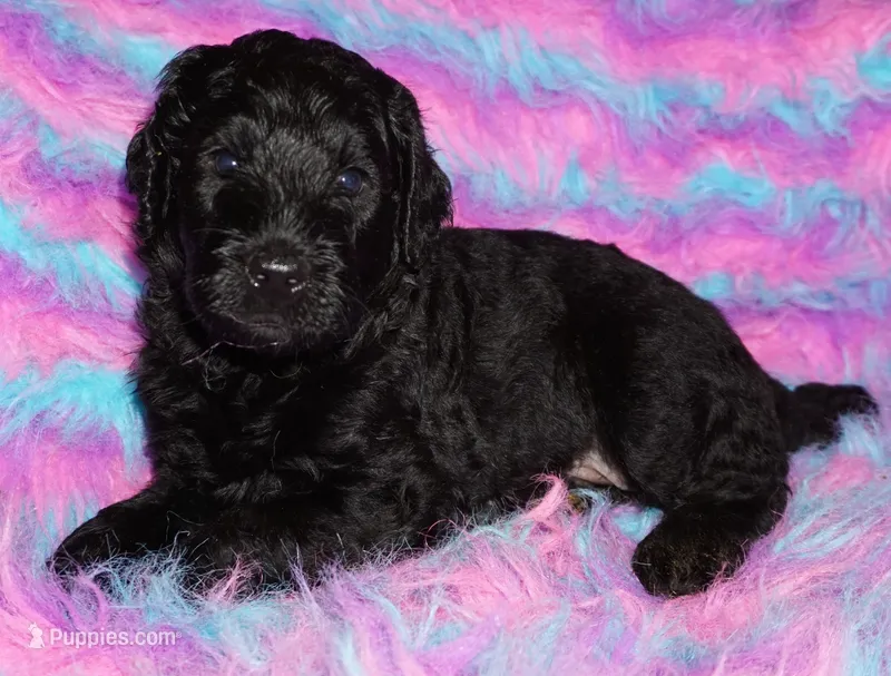black 3 SALE – Labradoodle puppy for sale in La Habra, CA