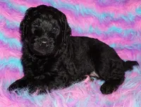 black 3 SALE, a male Labradoodle for sale in La Habra, CA – 2 of 6