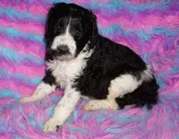SALE black parti girl, a female Labradoodle for sale in La Habra, CA – 1 of 5