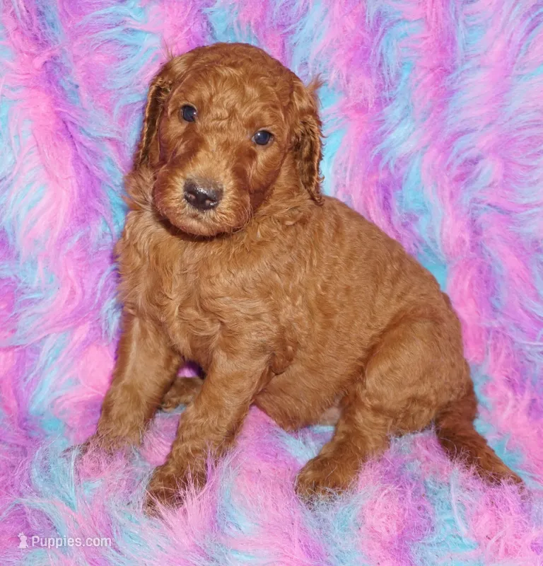 red girl 3 – Labradoodle puppy for sale in La Habra, CA