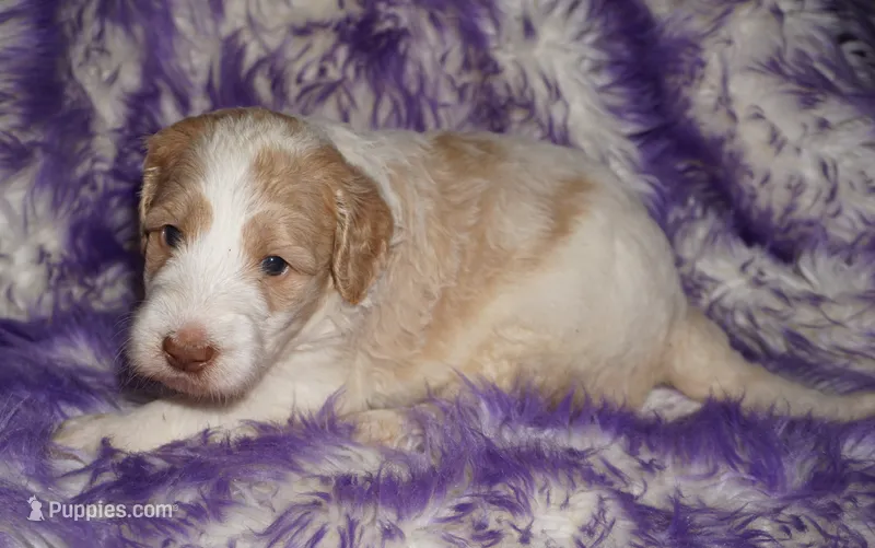 parti girl – Labradoodle puppy for sale in La Habra, CA