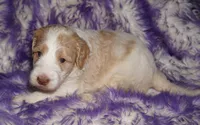 SALE parti girl, a female Labradoodle for sale in La Habra, CA – 2 of 5