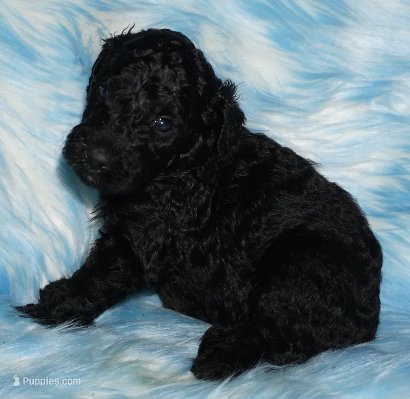 black girl – Labradoodle puppy for sale in La Habra, CA