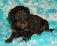 SALE medium multigen choc phantom 1, a female Labradoodle for sale in La Habra, CA – 2 of 5