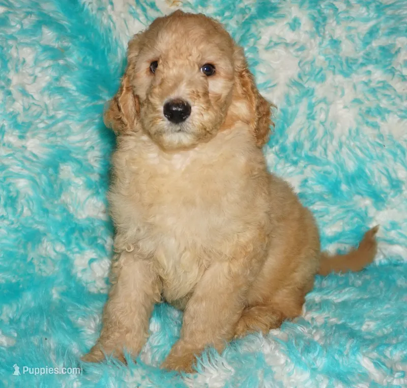 SALE apricot – Labradoodle puppy for sale in La Habra, CA