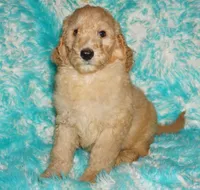 SALE apricot, a male Labradoodle for sale in La Habra, CA – Photo 2 of 9