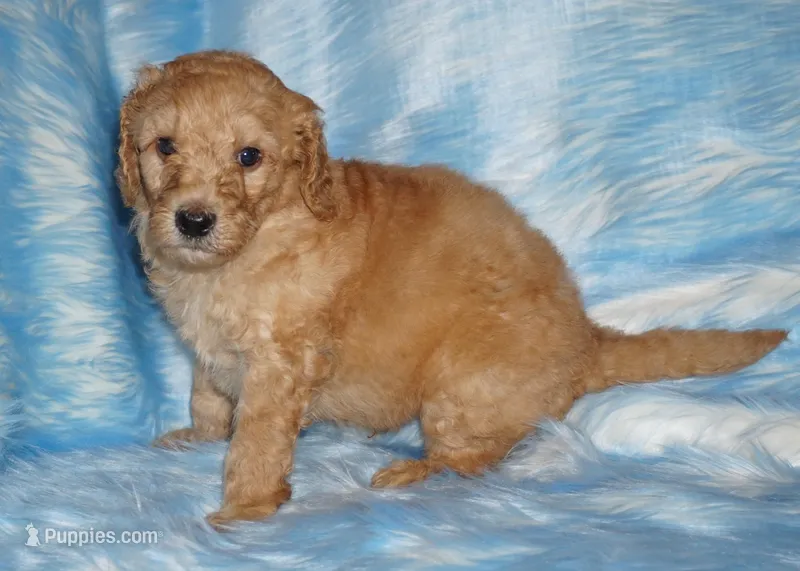 SALE apricot – Labradoodle puppy for sale in La Habra, CA