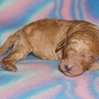 SALE apricot, a male Labradoodle for sale in La Habra, CA – Photo 2 of 2