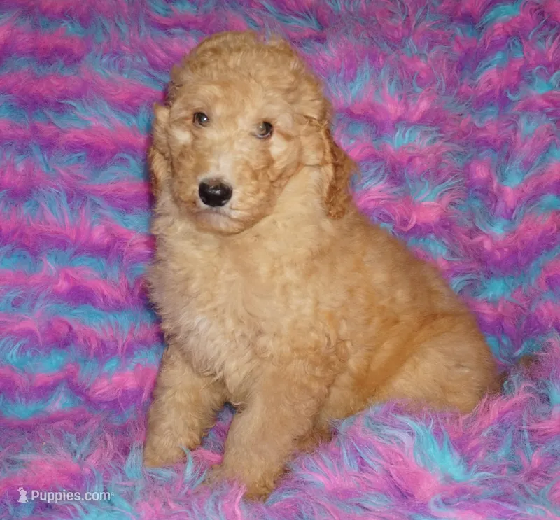 SALE apricot – Labradoodle puppy for sale in La Habra, CA