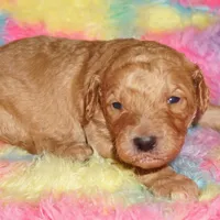 SALE apricot, a male Labradoodle for sale in La Habra, CA – Photo 1 of 2