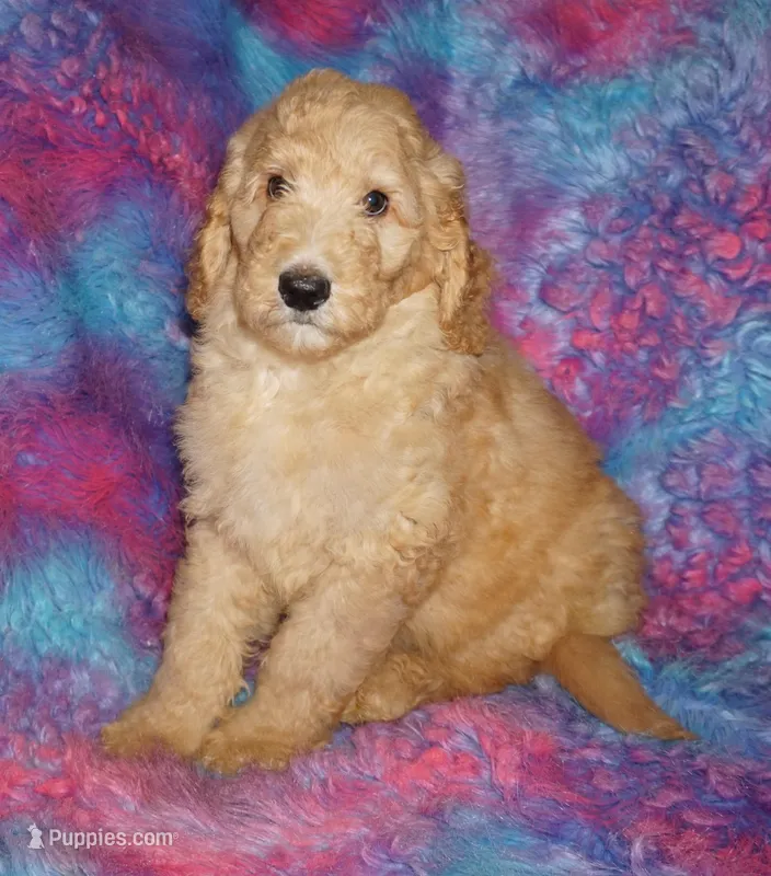 SALE apricot – Labradoodle puppy for sale in La Habra, CA