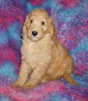 SALE apricot, a male Labradoodle for sale in La Habra, CA – Photo 1 of 9