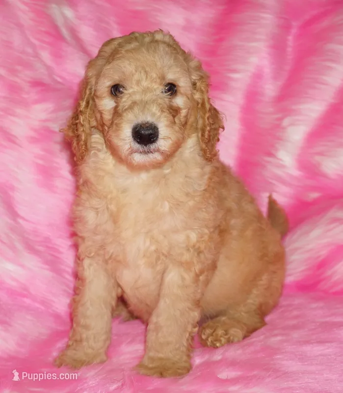 SALE apricot – Labradoodle puppy for sale in La Habra, CA