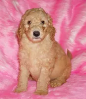 SALE apricot, a male Labradoodle for sale in La Habra, CA – Photo 3 of 9