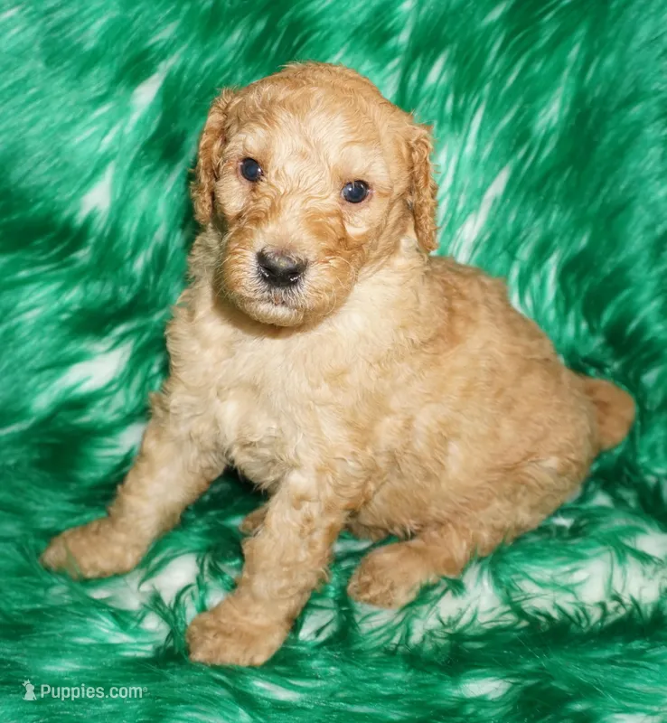 SALE apricot – Labradoodle puppy for sale in La Habra, CA