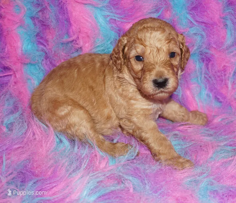 SALE apricot – Labradoodle puppy for sale in La Habra, CA