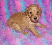 SALE apricot, a male Labradoodle for sale in La Habra, CA – Photo 7 of 9