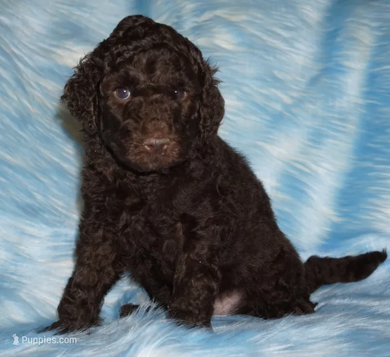 SALE brown – Labradoodle puppy for sale in La Habra, CA