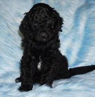 black 2 SALE, a male Labradoodle for sale in La Habra, CA – 1 of 6