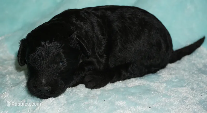 black 3 – Labradoodle puppy for sale in La Habra, CA