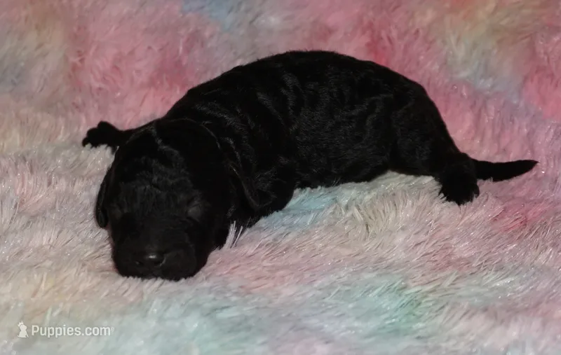black girl – Labradoodle puppy for sale in La Habra, CA