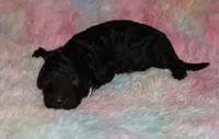 black girl, a female Labradoodle for sale in La Habra, CA – 1 of 1