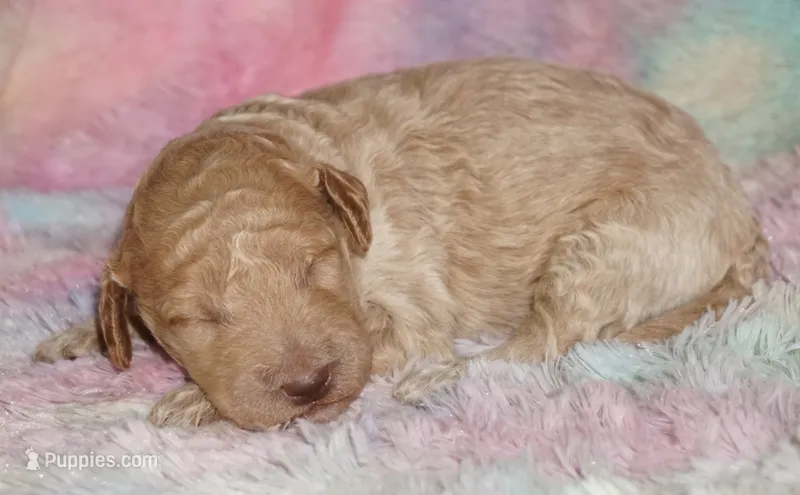 Medium multigen apricot 1 – Labradoodle puppy for sale in La Habra, CA
