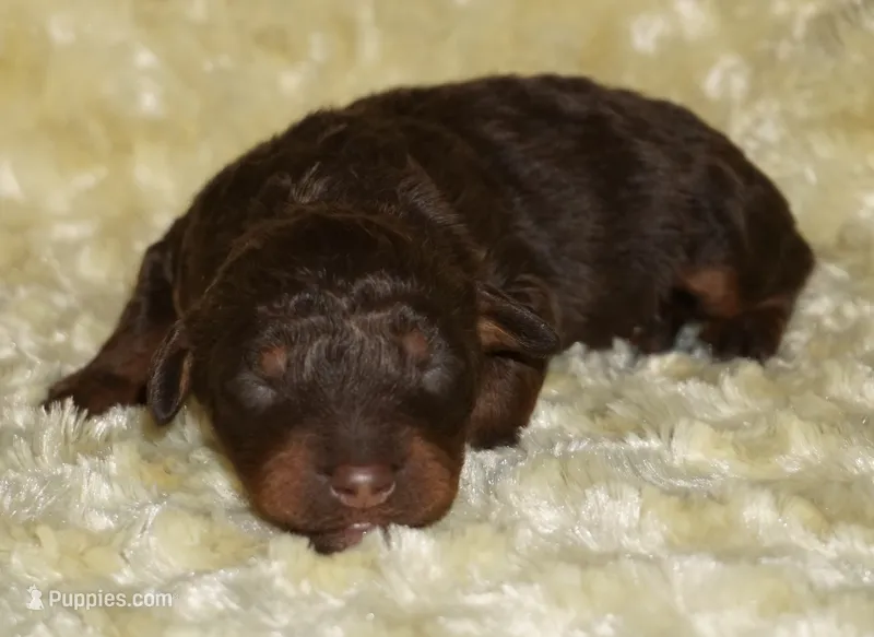 medium multigen choc phantom 1 – Labradoodle puppy for sale in La Habra, CA