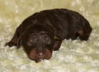 medium multigen choc phantom 1, a female Labradoodle for sale in La Habra, CA – 1 of 1