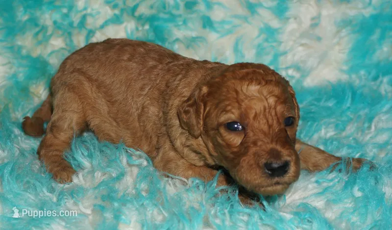 red girl 2 – Labradoodle puppy for sale in La Habra, CA