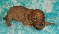 SALE red girl 2, a female Labradoodle for sale in La Habra, CA – 2 of 4
