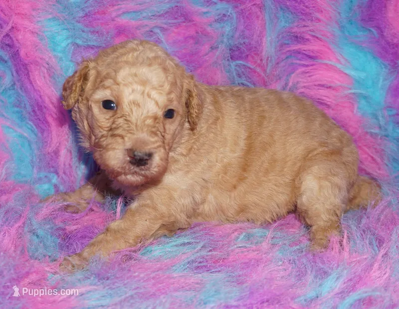SALE light ap 1 – Labradoodle puppy for sale in La Habra, CA