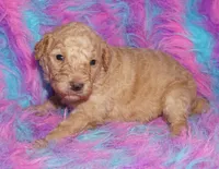 SALE light ap 1, a female Labradoodle for sale in La Habra, CA – Photo 7 of 9