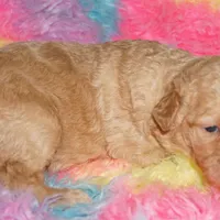 SALE light ap 1, a female Labradoodle for sale in La Habra, CA – Photo 1 of 2