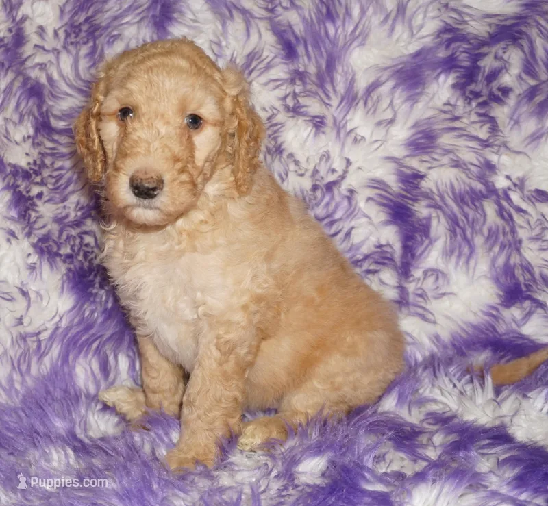SALE light ap 1 – Labradoodle puppy for sale in La Habra, CA
