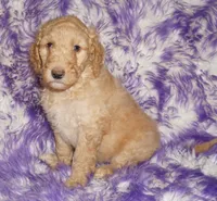 SALE light ap 1, a female Labradoodle for sale in La Habra, CA – Photo 4 of 9