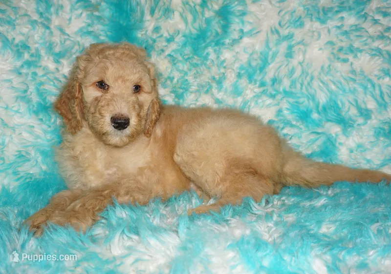 SALE light ap 1 – Labradoodle puppy for sale in La Habra, CA