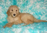 SALE light ap 1, a female Labradoodle for sale in La Habra, CA – Photo 2 of 9
