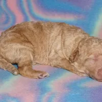 SALE light ap 1, a female Labradoodle for sale in La Habra, CA – Photo 2 of 2